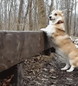 柯基大长腿和小短腿日常,别看柯基小小的脾气可不得了