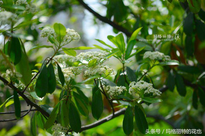 石楠花的气味是怎样的,石楠花的味道和什么植物差不多
