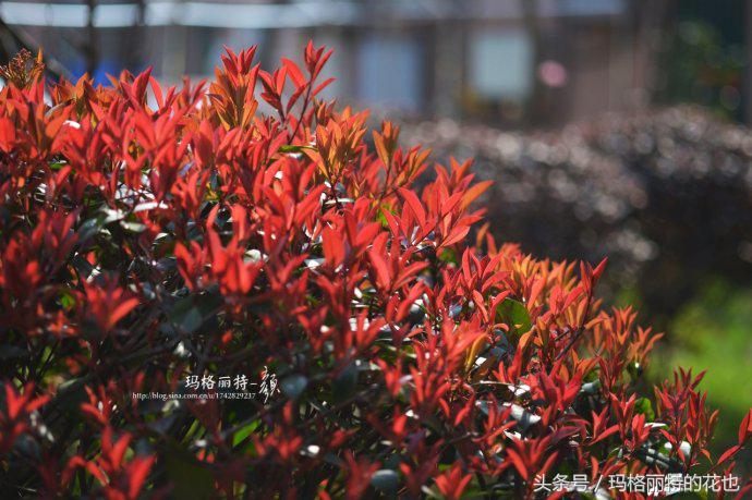 石楠花的气味是怎样的,石楠花的味道和什么植物差不多