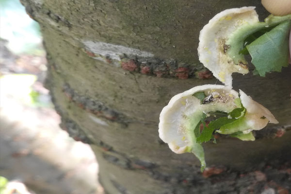 樱桃树上有会拉丝的虫是什么虫,樱桃叶子上那个虫子叫什么虫