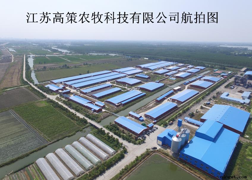 江苏高策农牧猪场母猪舍,寻找最美猪场