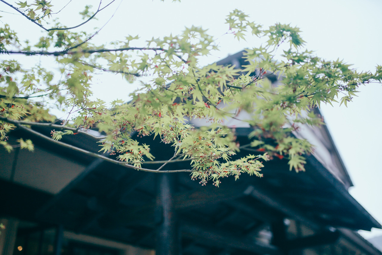 三月的拈花湾樱花烂漫,烟花三月桃花