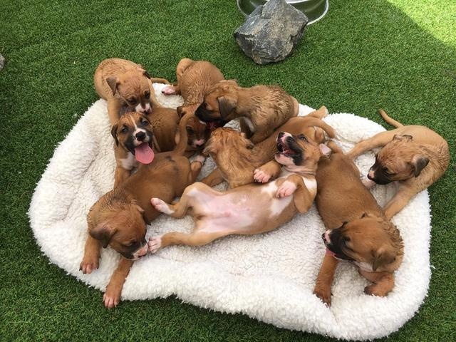 狗疫苗科普,狗狗三针疫苗间隔多长时间打一次