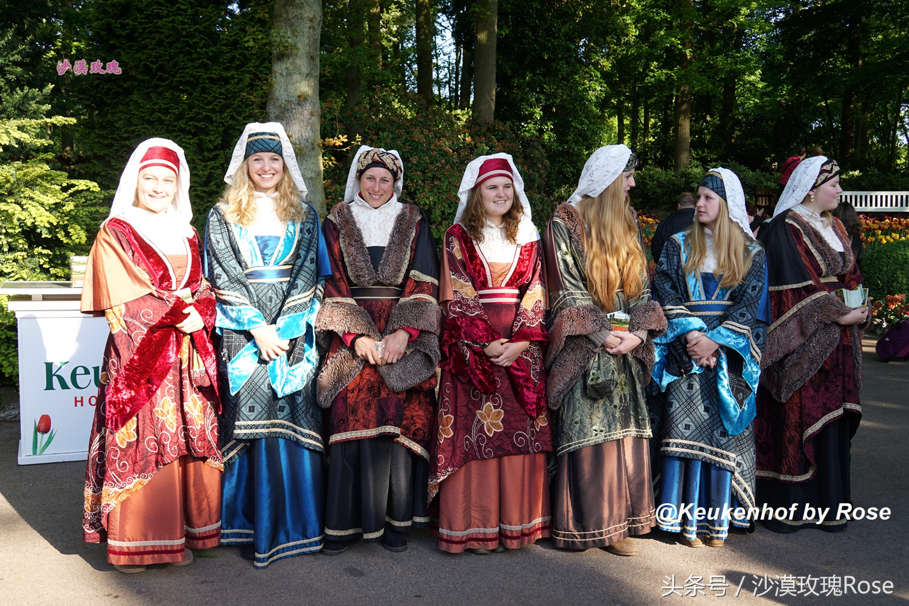 荷兰哪里可以看到郁金香花海,荷兰的郁金香花图