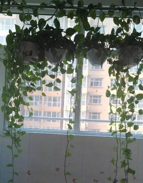 怎样养绿萝才能茂盛视频,屋内绿萝怎么养比较茂盛