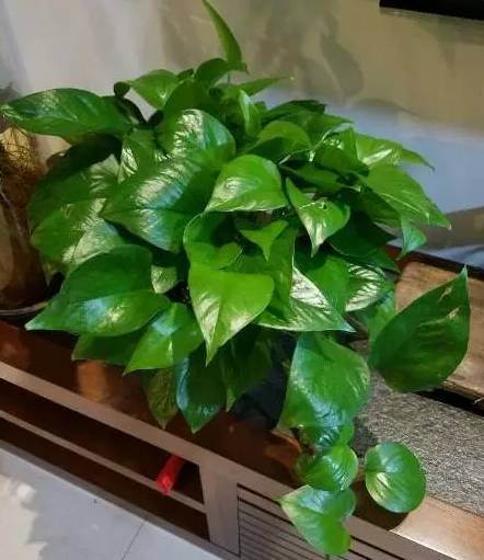 怎样养绿萝才能茂盛视频,屋内绿萝怎么养比较茂盛