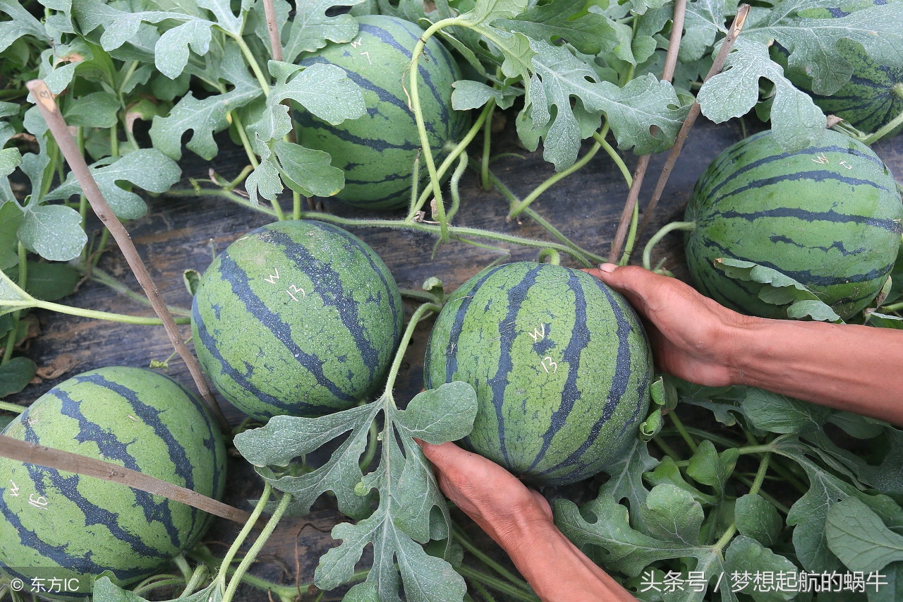 创业项目推荐适合农村小本生意,小本创业加盟代理低金额创业商机