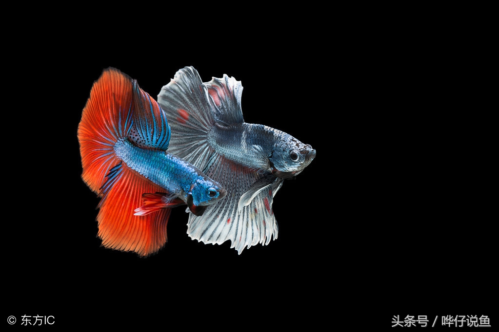 天冷观赏鱼硝化细菌怎么建立,观赏鱼怎样培养硝化细菌