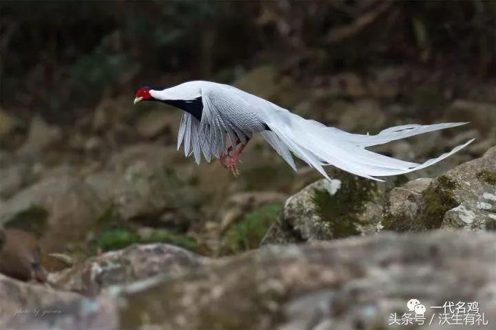 公鸡母鸡不带小鸡,公鸡没有鸡子吗