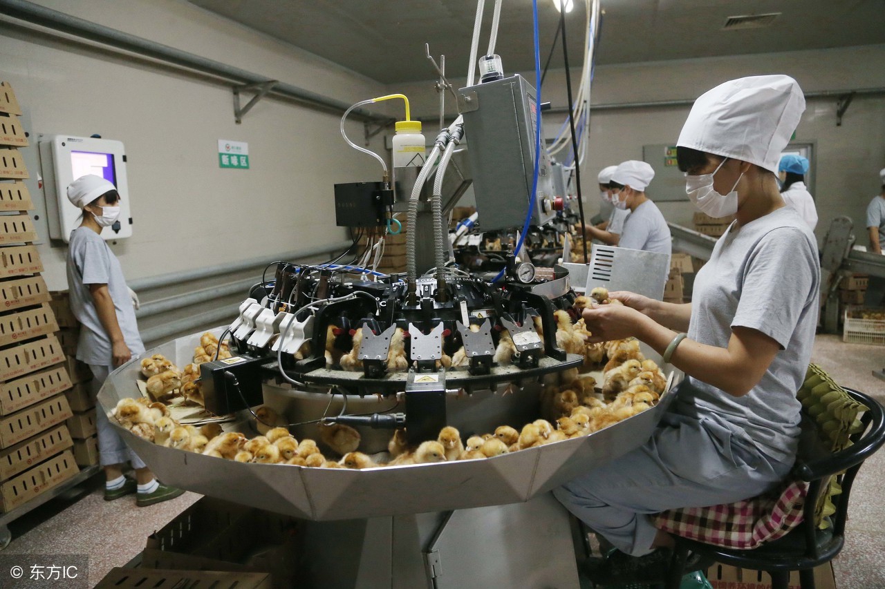 雏鸡的断喙和断趾的作用是什么,雏鸡颈部注射步骤操作