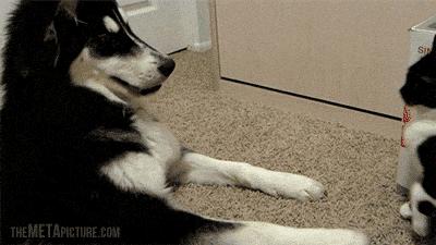 【三分钟法治新闻全知道】德国总理默克尔亲口承认有“恐俄症”？！原来这竟与她小时候自行车被偷有关……