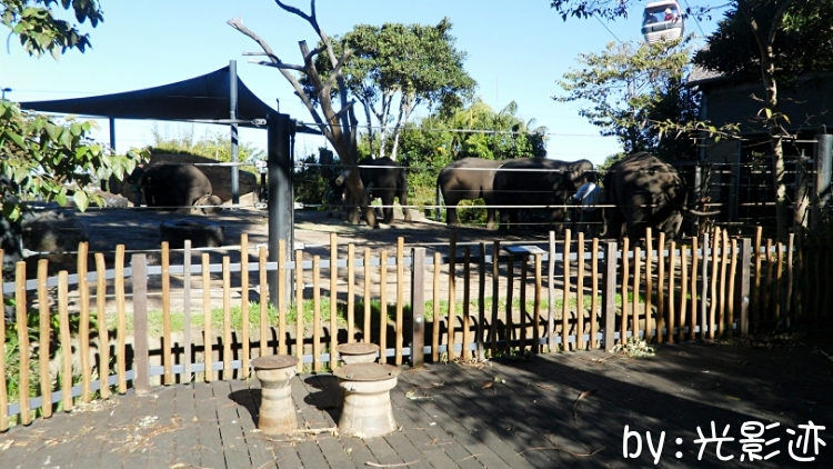 澳洲旅游必去动物园,澳洲动物园游记