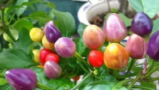 12种最值钱的椒,世界上十种最好的辣椒