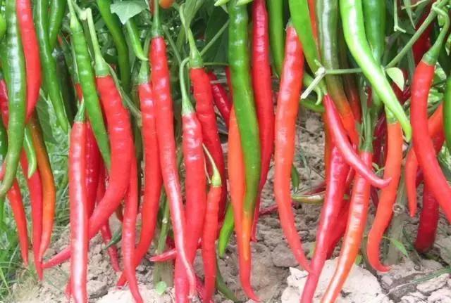 12种最值钱的椒,世界上十种最好的辣椒