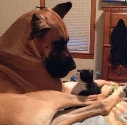 狗狗喜欢肉骨头,狗狗骨骼大的好处