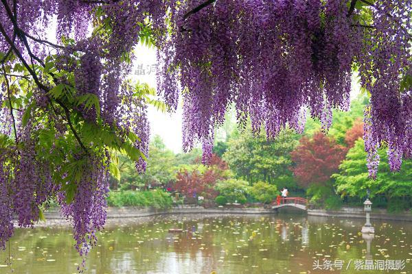 上海古藤园紫藤花是否开了,中国最大的紫藤园