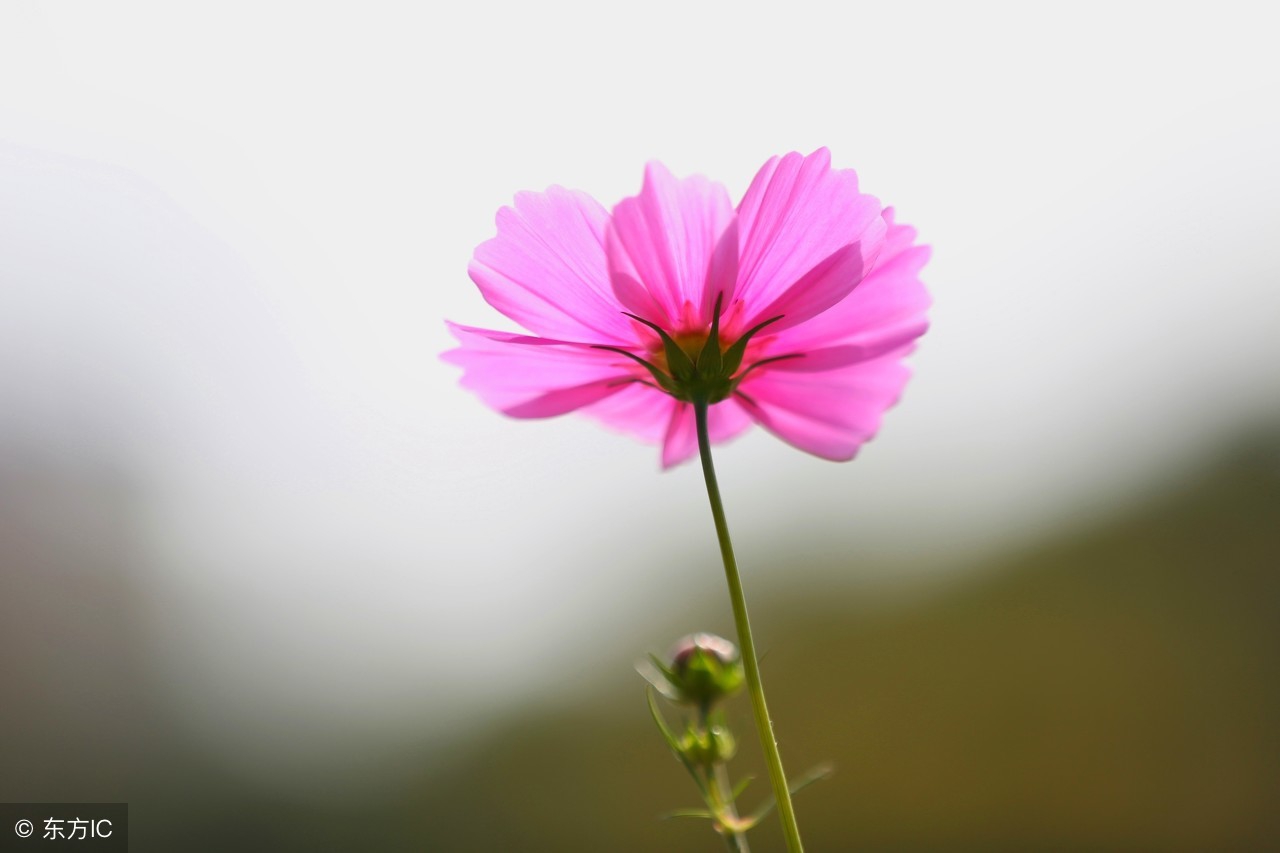 才华横溢令人惊呆的诗,我见过最才华横溢的诗