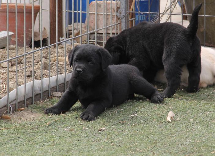 拉布拉多幼犬回家多久可以出门,拉布拉多小狗到新家注意事项