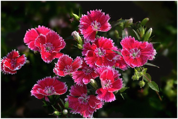 代表独特的花语的花是什么,什么花的花语是惊艳人心的呢