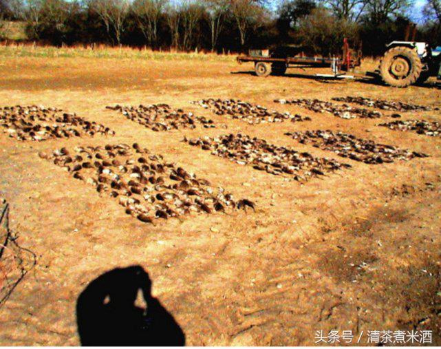 澳大利亚老鼠泛滥怎么解决的,澳大利亚老鼠泛滥成灾视频