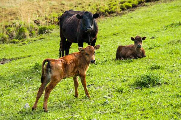 牛犊子是什么意思网络语,牛犊子的意思