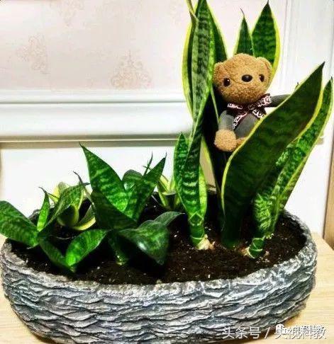 绿植除甲醛效果如何,清水加醋能除甲醛吗