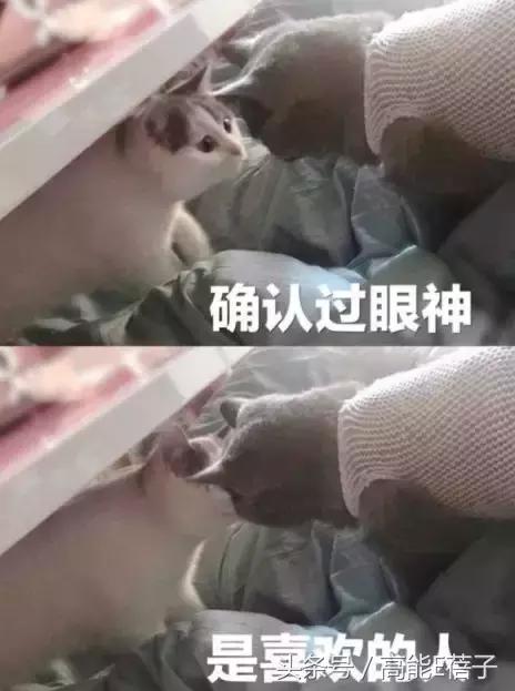 袁咏仪护肤品推荐,袁咏仪阿胶粉