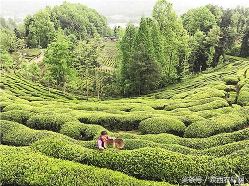 西乡县打造旅游景点,城西乡美丽乡村建设