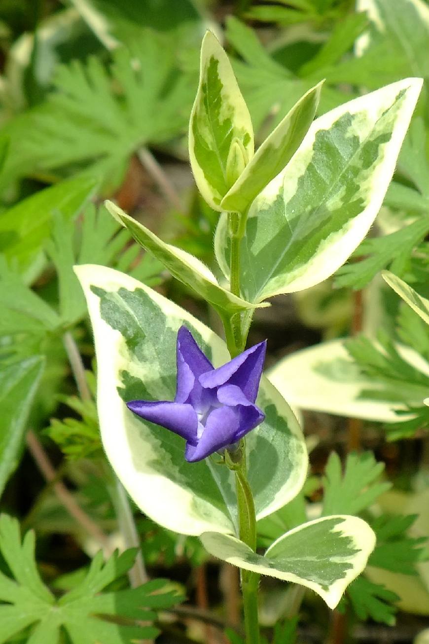 花叶蔓长春花和金边黄杨的区别,花叶蔓长春花耐寒多少度