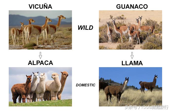 旅游必带的手信,旅游必买的手信