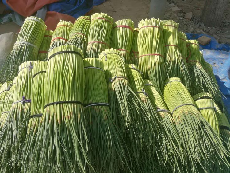 正宗腌制蒜苔不用切10斤方法,腌长蒜苔的正确方法