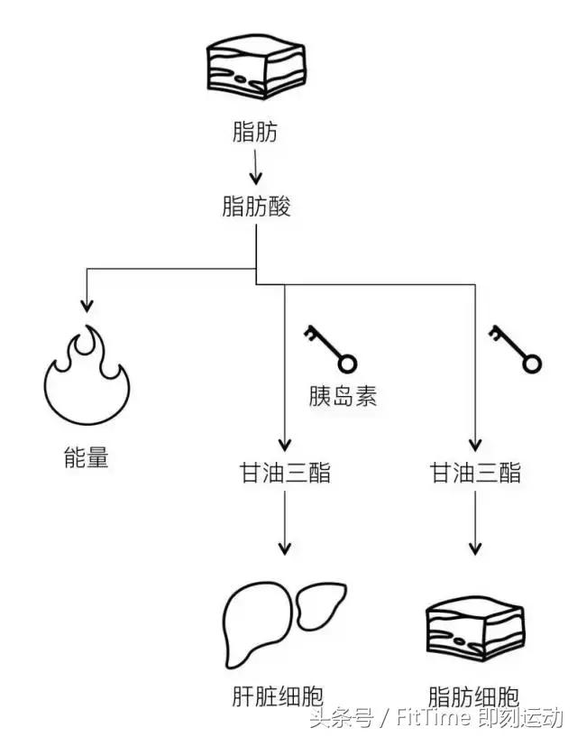 小肚腩瘦不下去怎么办,有肚腩怎么减掉小肚子呢图片