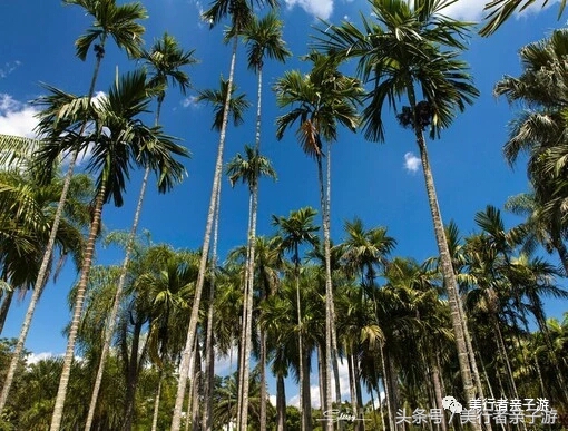 到版纳一定要体验一场泼水狂欢,云南景洪泼水节之旅