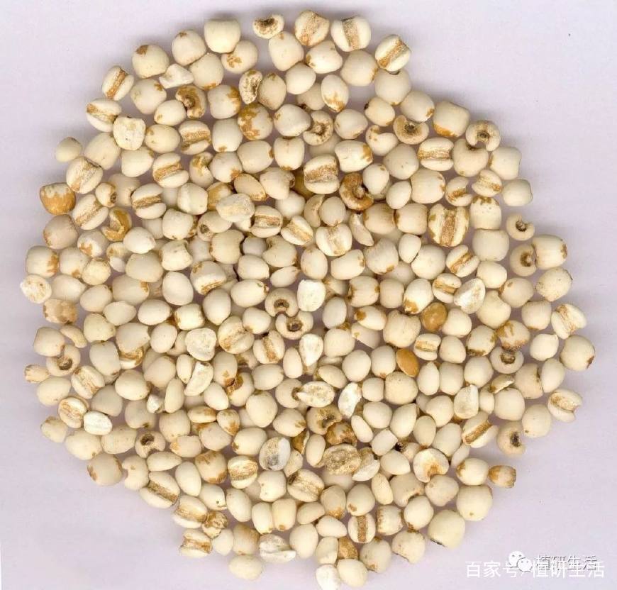 对青春痘有帮助的食物水果,哪些食物对痘痘有好处