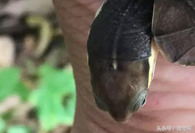 石金钱龟颜色及投资价值的关系