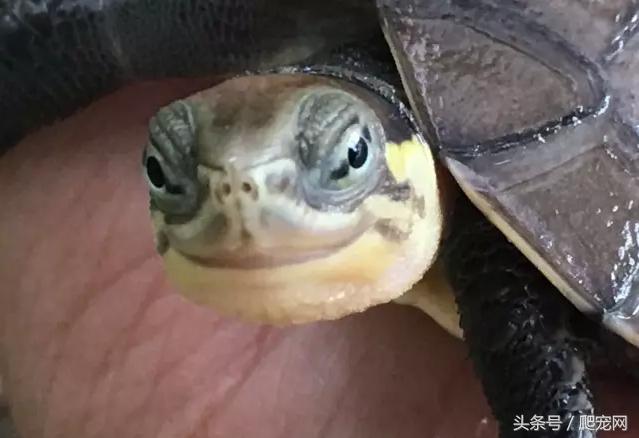 石金钱龟颜色及投资价值的关系