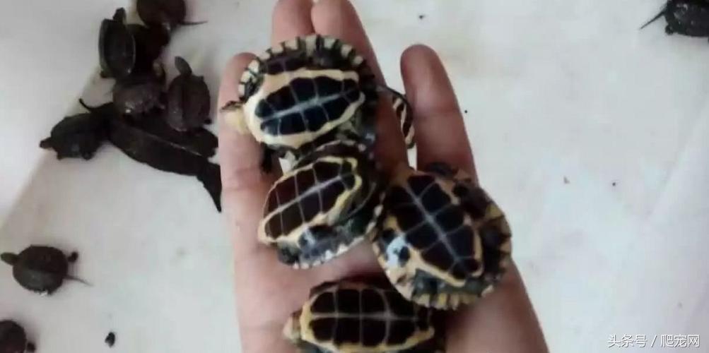 石金钱龟颜色及投资价值的关系