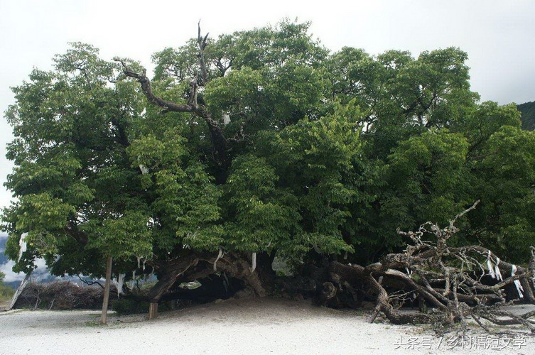 第102期：在尿桶上尿尿《二》（短篇小说）