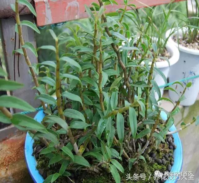 这十种花才是最养生的,家中必种的十种花