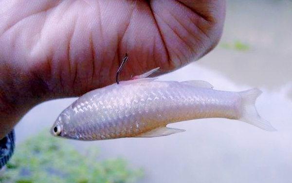 伏天如何避开小杂鱼,夏季如何避开小杂鱼