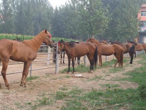 它曾是重要出行工具，可如今越来越少，养它是否还有市场？