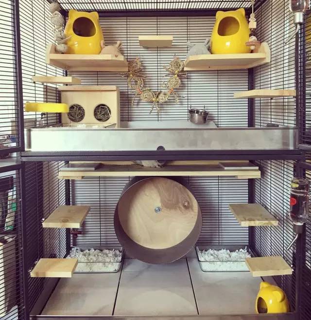 龙猫饲养，小白扫盲，爱护宠物，珍爱生命