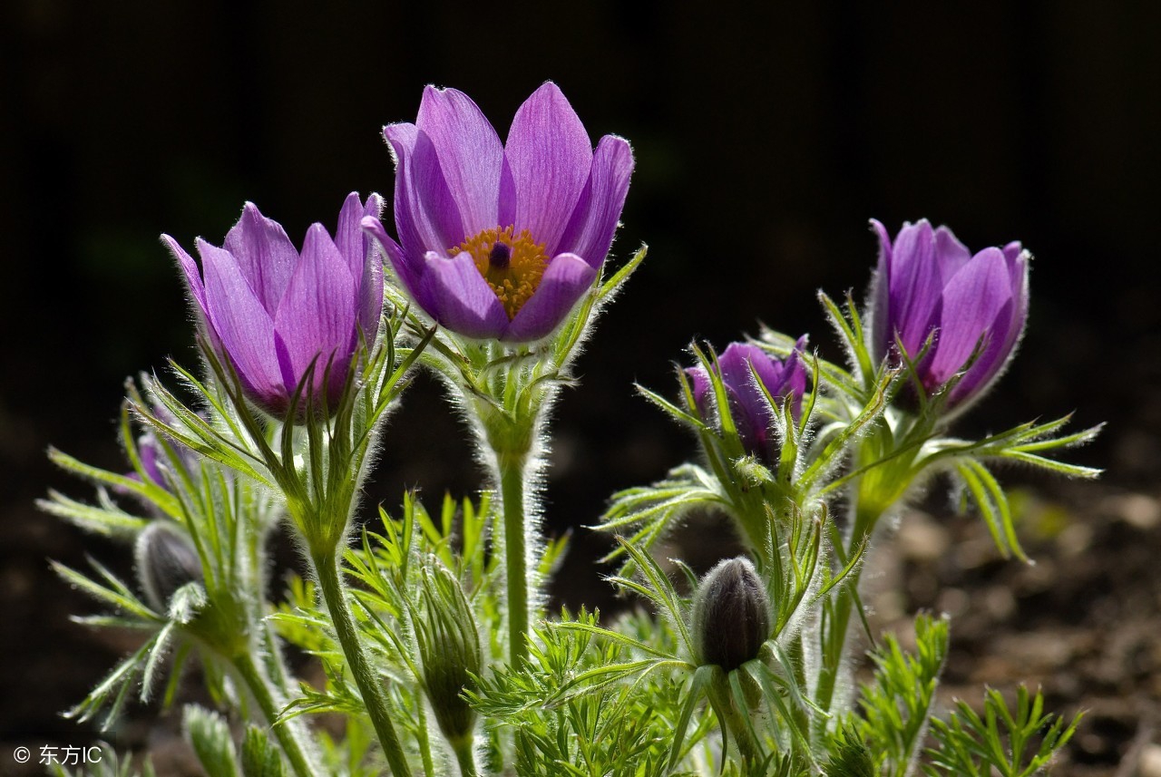 中药宝典:白头翁——好好地老头怎么成了中药名