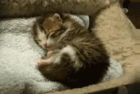 猫咪晕车，该怎么办？