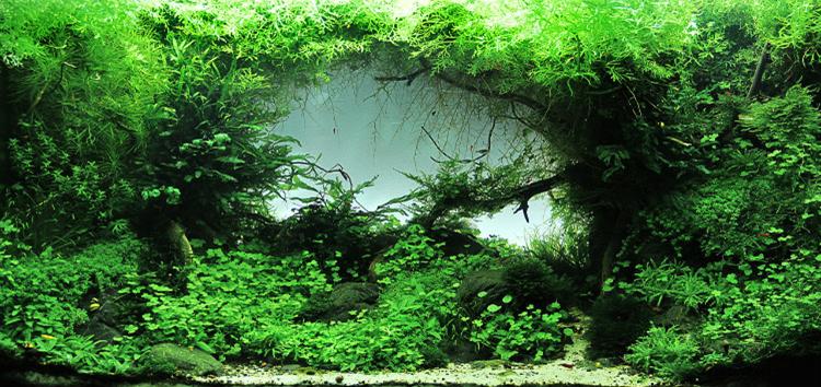 水兰水草养殖,水草养殖技巧