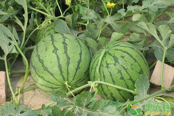 杰哥西瓜,杰哥西瓜视频全部