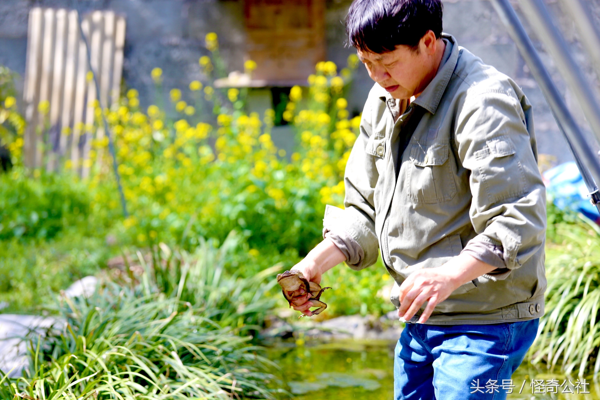 宜昌雾渡河石蛙养殖,石蛙养殖技术附近石蛙养殖基地