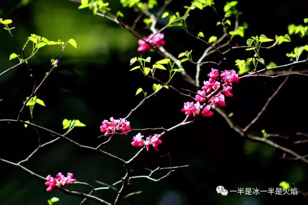 三月三：我有一片阳光，可暖四季薄凉