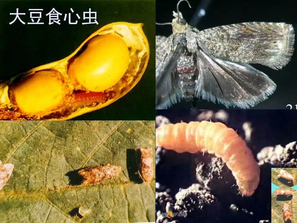 重庆室内常见害虫,储粮害虫常见图片