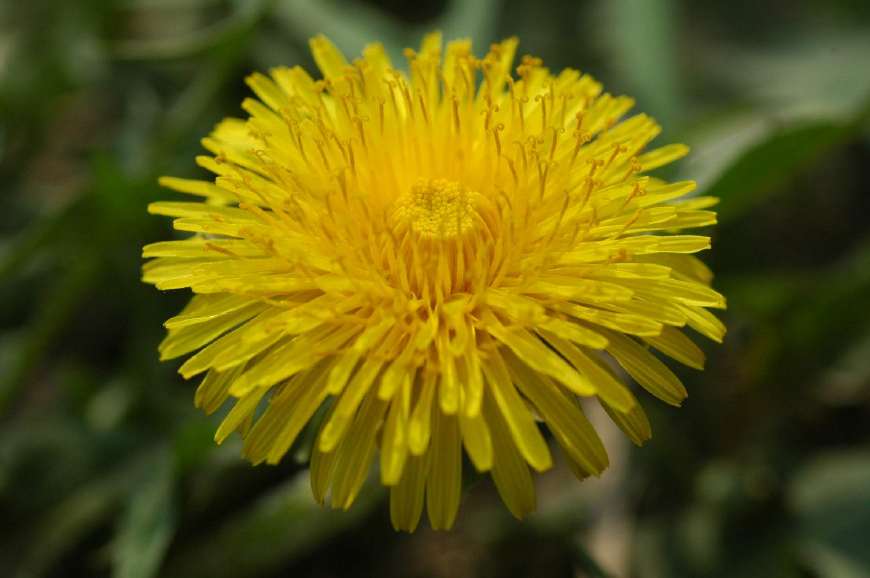 婆婆丁是蒲公英的别名,婆婆丁的学名是蒲公英吗